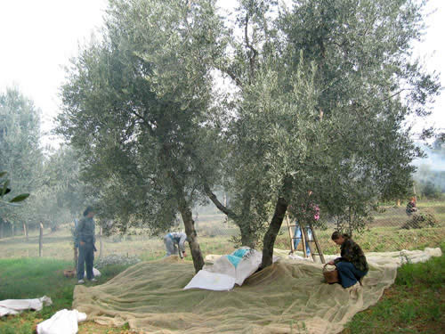 La Raccolta delle olive a Seggiano